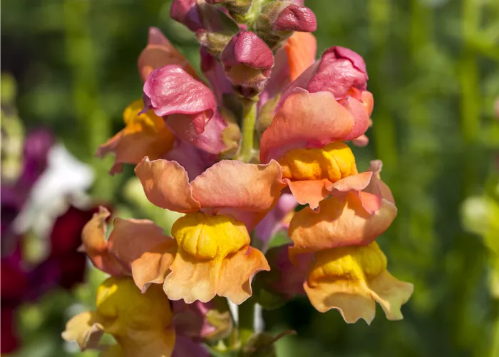 Antirrhinum majus Mix Antirrhinum majus Mix