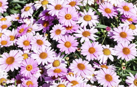 Argyranthemum Lolly Argyranthemum Lolly