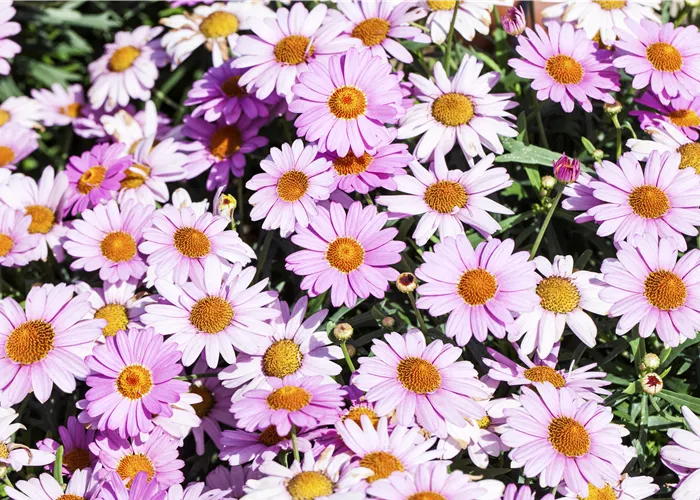 Argyranthemum Lolly Argyranthemum Lolly