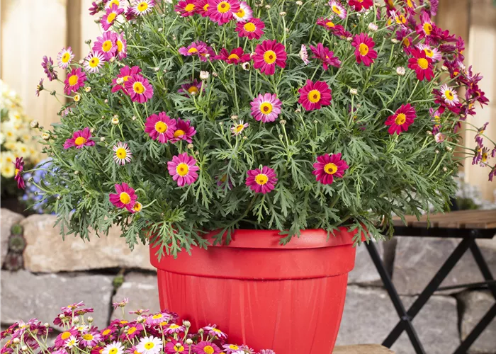 Argyranthemum Margarita Argyranthemum Margarita
