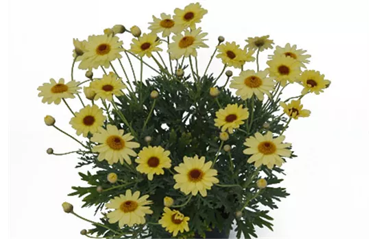 Argyranthemum Vanilla Latte Argyranthemum Vanilla Latte