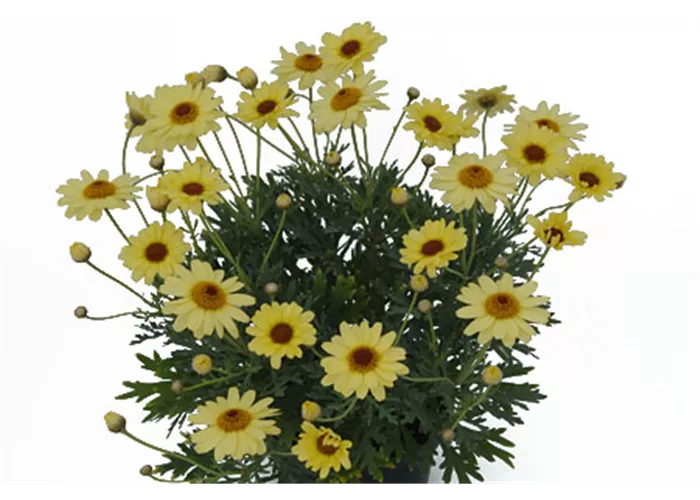 Argyranthemum Vanilla Latte Argyranthemum Vanilla Latte