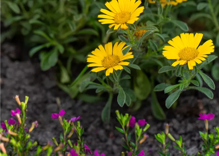 Asteriscus maritimus Gold Dollar  Asteriscus maritimus Gold Dollar