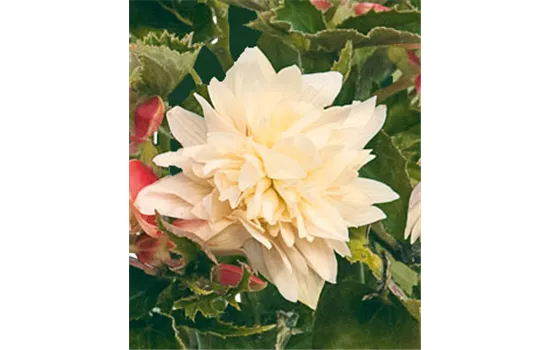 Begonia BELLECONIA Cream Begonia BELLECONIA Cream