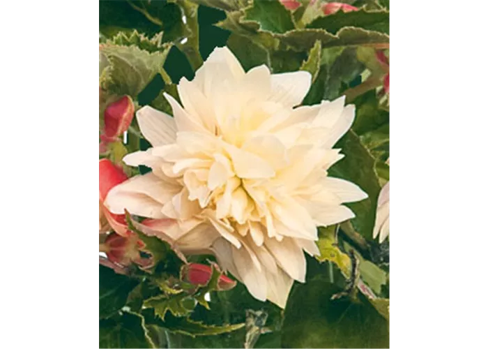 Begonia BELLECONIA Cream Begonia BELLECONIA Cream
