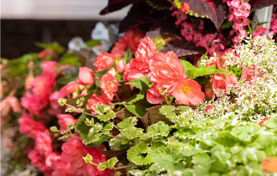 Begonia BELLECONIA Salmon  Begonia BELLECONIA Salmon