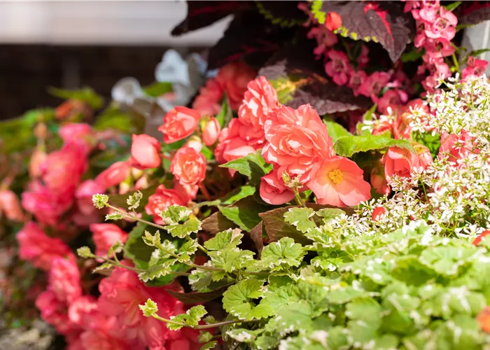 Begonia BELLECONIA Salmon  Begonia BELLECONIA Salmon