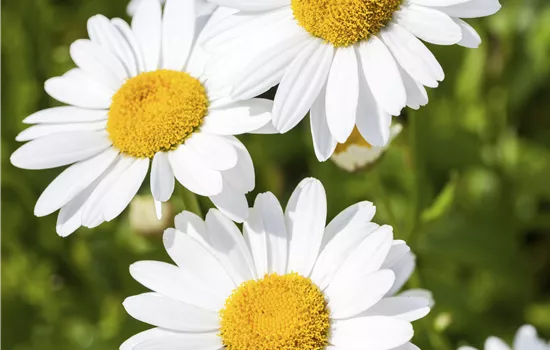 Argyranthemum frutescens Mix Argyranthemum frutescens Mix