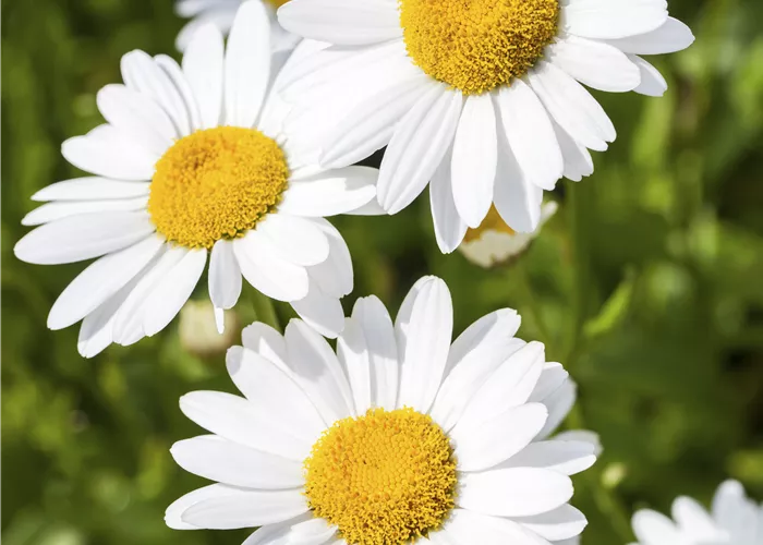 Argyranthemum frutescens Mix Argyranthemum frutescens Mix