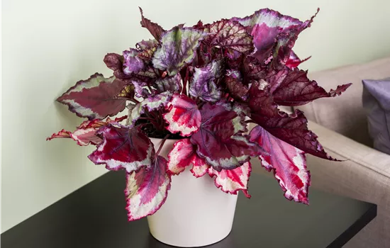 Begonia Rex mix Begonia Rex mix