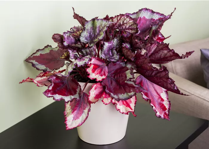 Begonia Rex mix Begonia Rex mix