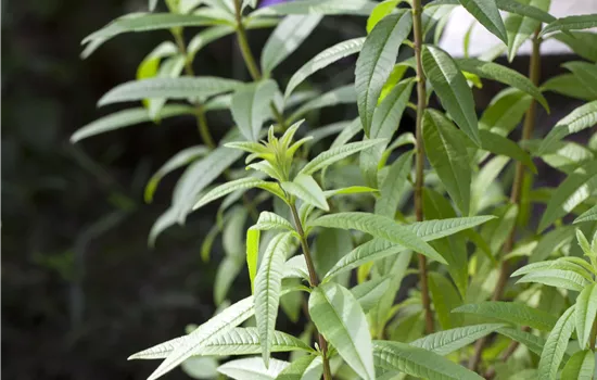 LIPPIA CIRTRIODORA ZITRONENVERBENE