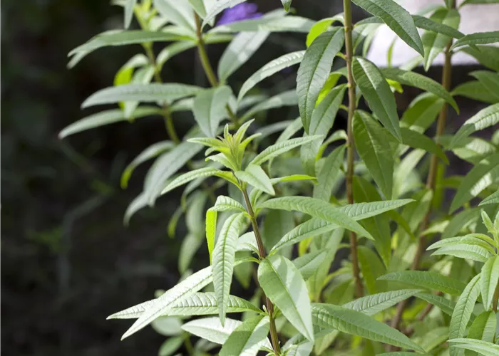 LIPPIA CIRTRIODORA ZITRONENVERBENE LIPPIA CIRTRIODORA ZITRONENVERBENE