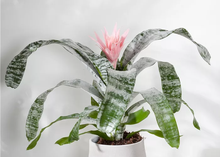 Aechmea mix Aechmea mix