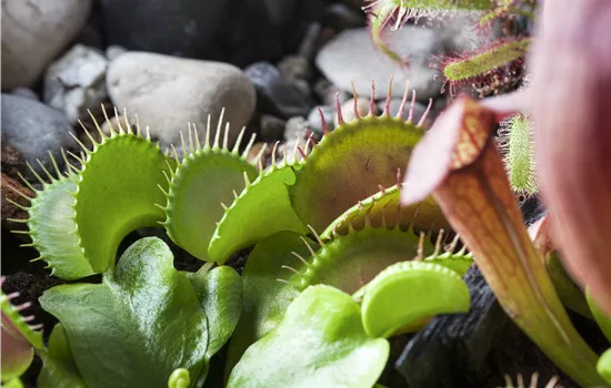 Dionaea muscipula Dionaea muscipula