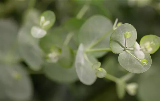 Eucalyptus gunnii Eucalyptus gunnii