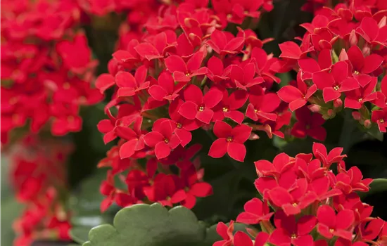 Kalanchoe blossfeldiana Kalanchoe blossfeldiana