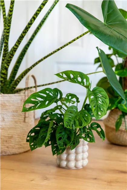 Monstera adansonii