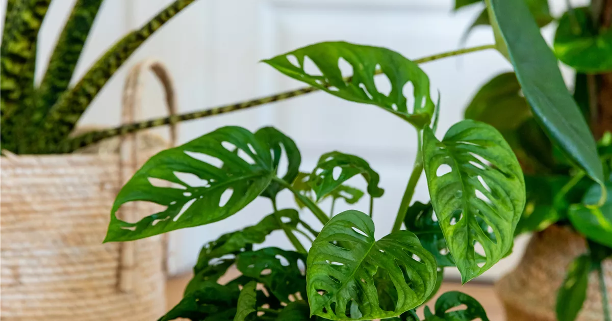 Monstera adansonii
