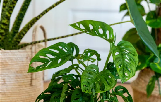 Monstera adansonii