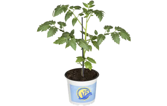 Mirado Red Mirado Red