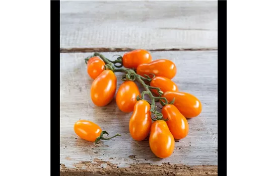 Mirado Orange Mirado Orange