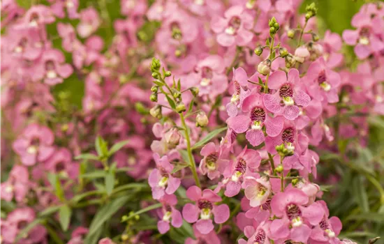 Angelonia Pink  Angelonia Pink