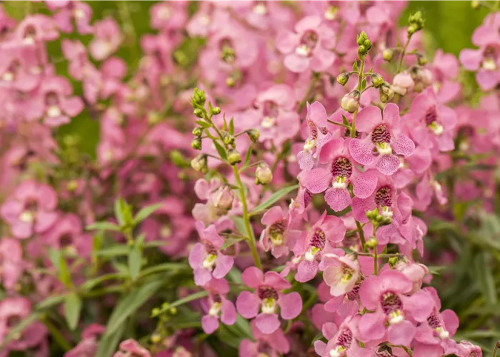 Angelonia Pink  Angelonia Pink