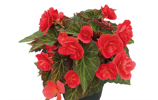 Begonia BELLISSA Red Begonia BELLISSA Red