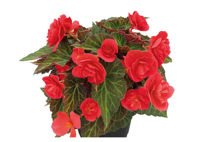 Begonia BELLISSA Red Begonia BELLISSA Red