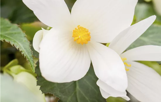 Begonia boliviensis F1 Bossa Nova Pure White Begonia boliviensis F1 Bossa Nova Pure White