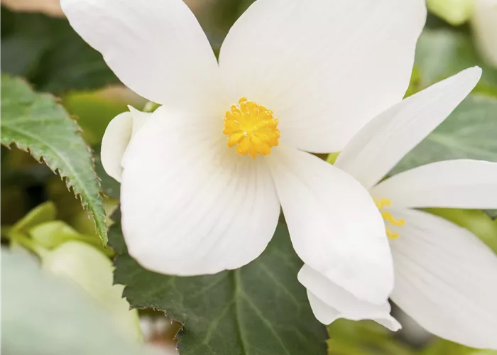Begonia boliviensis F1 Bossa Nova Pure White