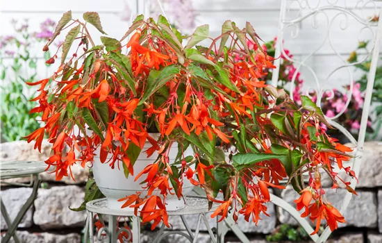 Begonia boliviensis F1 Bossa Nova Red Begonia boliviensis F1 Bossa Nova Red