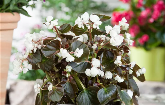 Begonia semperflorens Ascot Bronze Leaf Mix Begonia semperflorens Ascot Bronze Leaf Mix