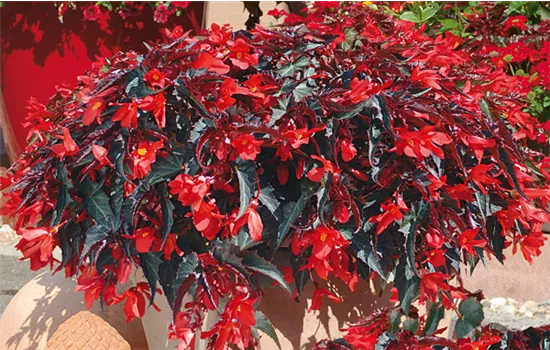 Begonia SUMMERWINGS Dark Elegance Begonia SUMMERWINGS Dark Elegance