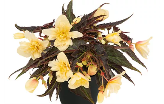 Begonia SUMMERWINGS Double Cream Begonia SUMMERWINGS Double Cream