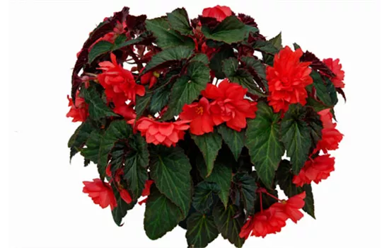 Begonia SUMMERWINGS Double Red Begonia SUMMERWINGS Double Red