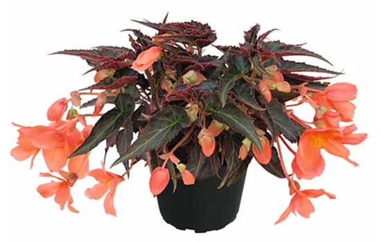 Begonia SUMMERWINGS Orange Elegance Begonia SUMMERWINGS Orange Elegance