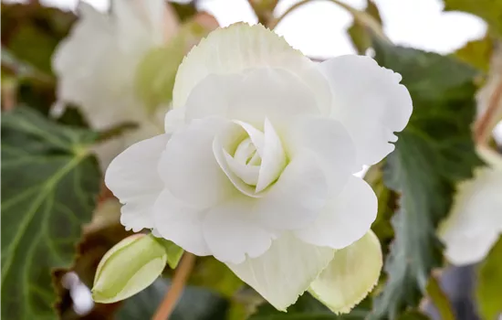 Begonia tuberhybrida Illumination Mix Begonia tuberhybrida Illumination Mix