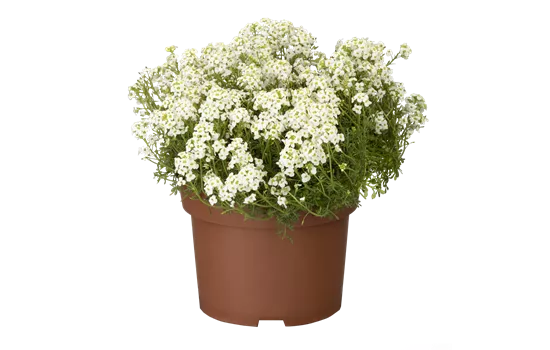 Hutchinsia alpina Hutchinsia alpina