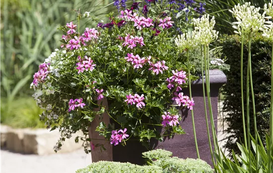 Pelargonium peltatum Pelargonium peltatum