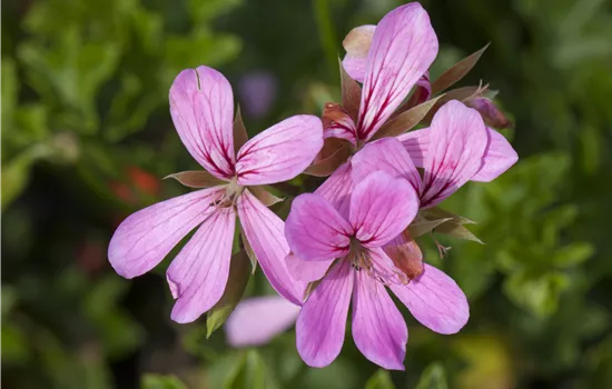 Pelargonium peltatum Ville de Paris Lila