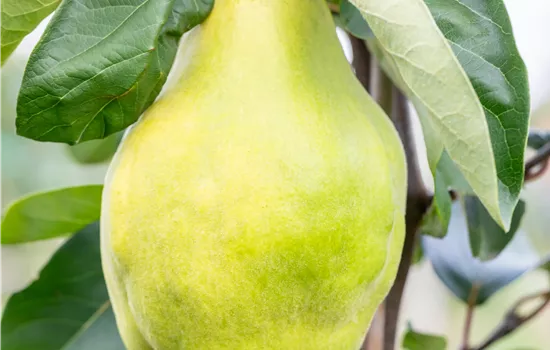 Cydonia 'Portugiesische' CAC Cydonia 'Portugiesische' CAC