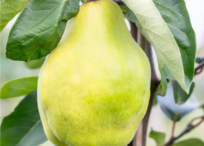 Cydonia 'Portugiesische' CAC Cydonia 'Portugiesische' CAC