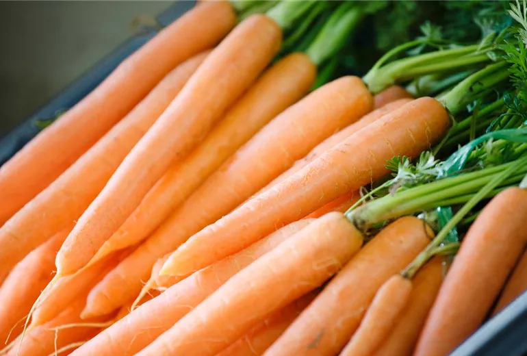 Daucus carota var. sativus Daucus carota var. sativus