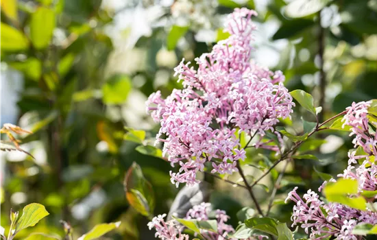 Syringa Bloomerang -R- 'Dark Purple' Syringa Bloomerang -R- 'Dark Purple'