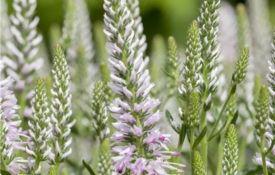 Veronica spicata 'Inspire Light Pink' Veronica spicata 'Inspire Light Pink'