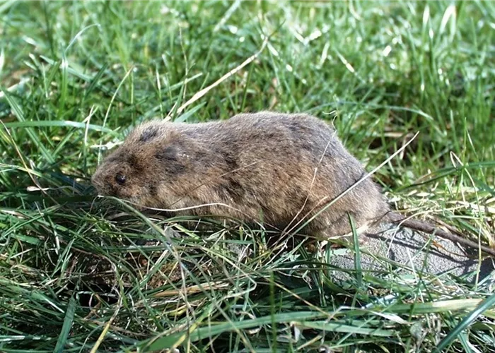 Schutz vor Wühlmäusen – was schafft effektive Abhilfe?