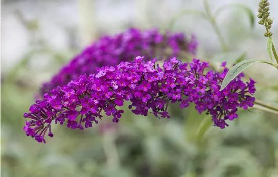 Buddleja davidii 'Miss Ruby'