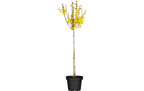 Forsythia 'Lynwood'